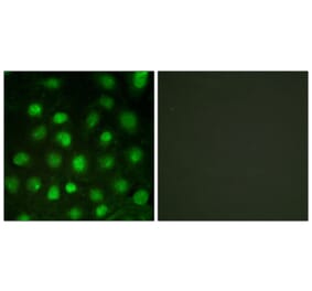 Immunofluorescence - Anti-DNA-PK (phospho Thr2647) Antibody (A0906) - Antibodies.com