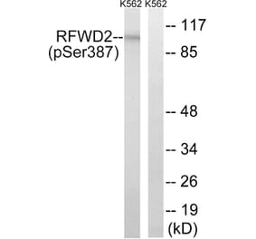 Western Blot - Anti-RFWD2 (phospho Ser387) Antibody (A8412) - Antibodies.com