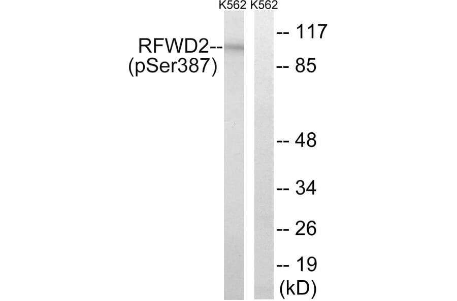 Western Blot - Anti-RFWD2 (phospho Ser387) Antibody (A8412) - Antibodies.com