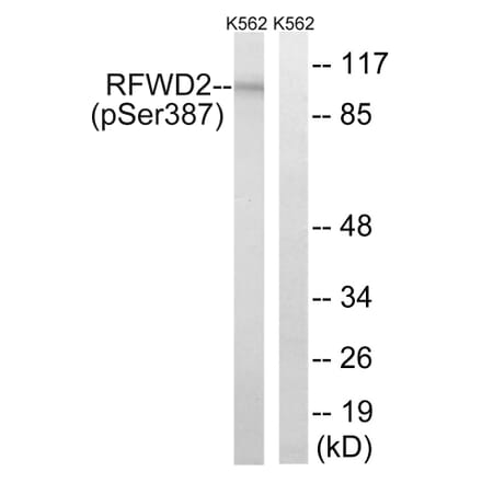 Western Blot - Anti-RFWD2 (phospho Ser387) Antibody (A8412) - Antibodies.com