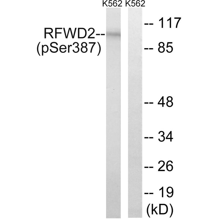 Western Blot - Anti-RFWD2 (phospho Ser387) Antibody (A8412) - Antibodies.com