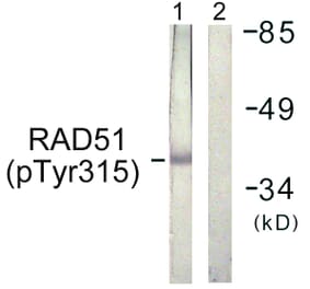 Western Blot - Anti-RAD51 (phospho Tyr315) Antibody (A1117) - Antibodies.com