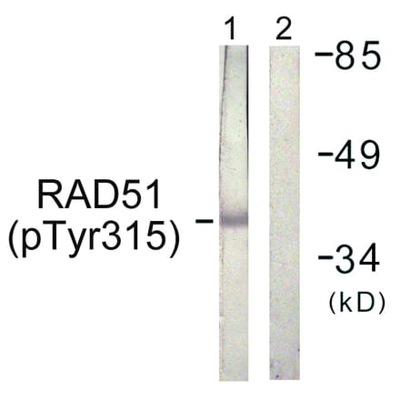 Western Blot - Anti-RAD51 (phospho Tyr315) Antibody (A1117) - Antibodies.com