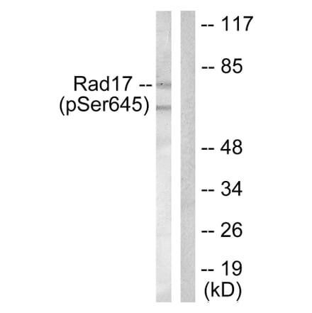 Western Blot - Anti-RAD17 (phospho Ser645) Antibody (A0085) - Antibodies.com