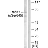 Western Blot - Anti-RAD17 (phospho Ser645) Antibody (A0085) - Antibodies.com