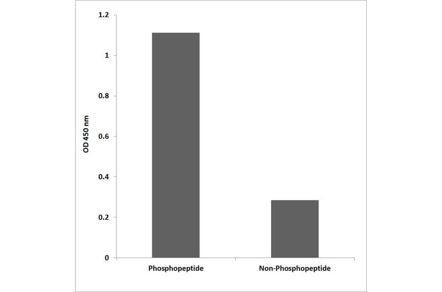 ELISA - Anti-NFAT3 (phospho Ser676) Antibody (P12-1153) - Antibodies.com