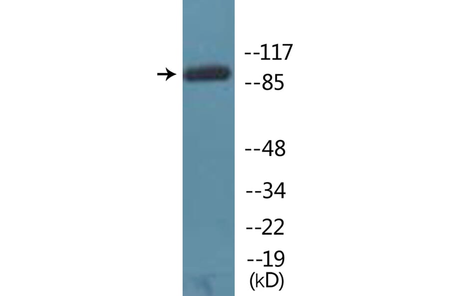Western Blot - Anti-NFAT3 (phospho Ser676) Antibody (P12-1153) - Antibodies.com