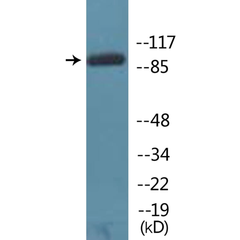 Western Blot - Anti-NFAT3 (phospho Ser676) Antibody (P12-1153) - Antibodies.com