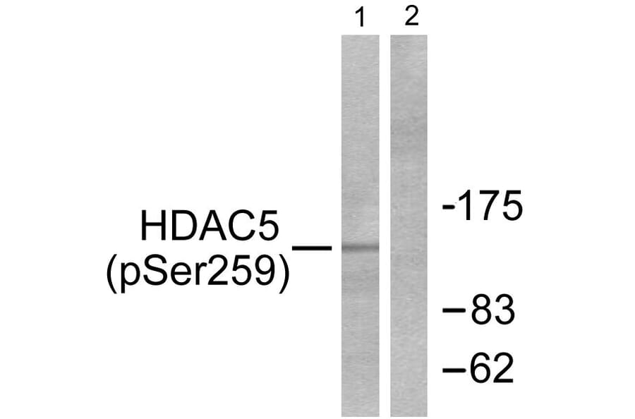 Western Blot - Anti-HDAC5 (phospho Ser259) Antibody (A0436) - Antibodies.com
