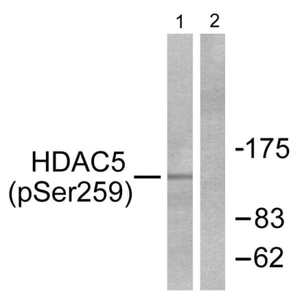 Western Blot - Anti-HDAC5 (phospho Ser259) Antibody (A0436) - Antibodies.com
