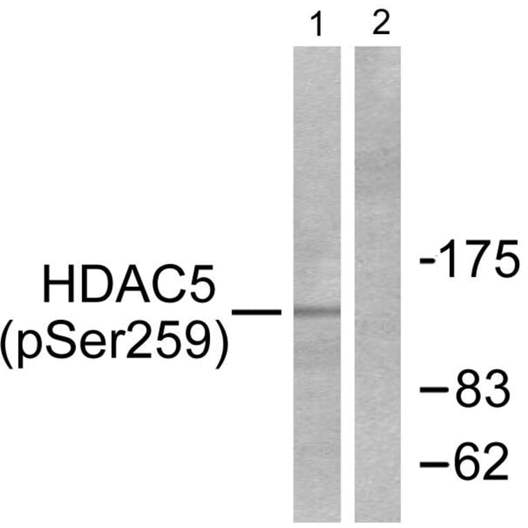 Western Blot - Anti-HDAC5 (phospho Ser259) Antibody (A0436) - Antibodies.com