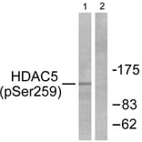 Western Blot - Anti-HDAC5 (phospho Ser259) Antibody (A0436) - Antibodies.com