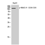 Western Blot - Anti-HDAC5 (phospho Ser259) Antibody (A0436) - Antibodies.com