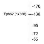 Western Blot - Anti-EphA2 (phospho Tyr588) Antibody (P12-1019) - Antibodies.com