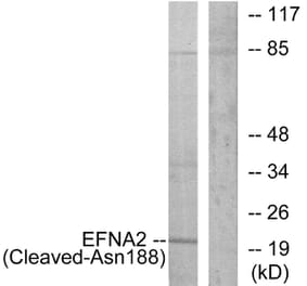 Western Blot - Anti-EFNA2 (cleaved Asn188) Antibody (L0253) - Antibodies.com