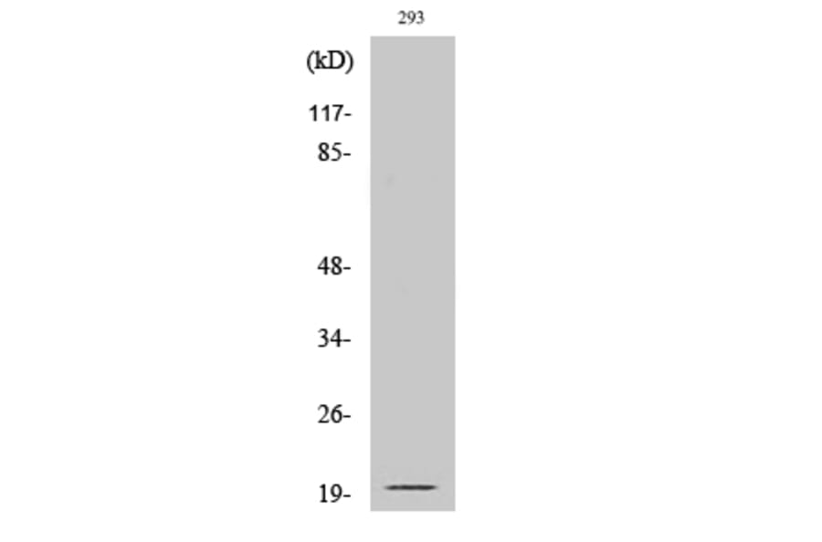 Western Blot - Anti-EFNA2 (cleaved Asn188) Antibody (L0253) - Antibodies.com