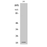 Western Blot - Anti-EFNA2 (cleaved Asn188) Antibody (L0253) - Antibodies.com