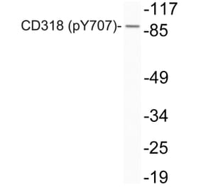 Western Blot - Anti-CD318 (phospho Tyr707) Antibody (P12-1011) - Antibodies.com