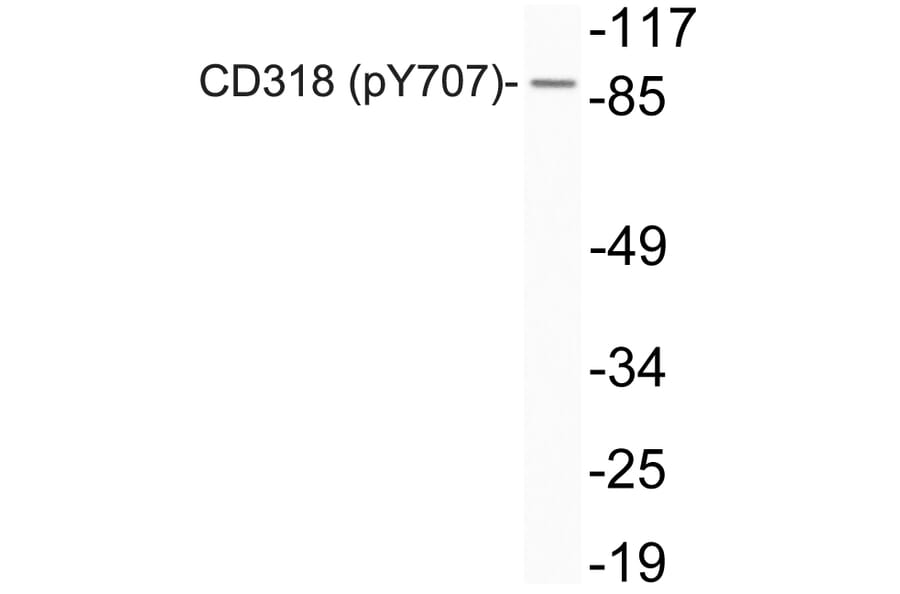 Western Blot - Anti-CD318 (phospho Tyr707) Antibody (P12-1011) - Antibodies.com