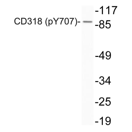 Western Blot - Anti-CD318 (phospho Tyr707) Antibody (P12-1011) - Antibodies.com