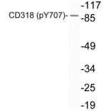 Western Blot - Anti-CD318 (phospho Tyr707) Antibody (P12-1011) - Antibodies.com