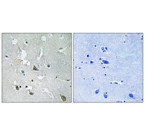 Immunohistochemistry - Anti-TIRAP (phospho Tyr86) Antibody (A8435) - Antibodies.com