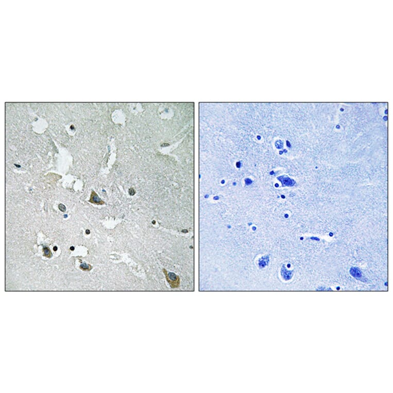 Immunohistochemistry - Anti-TIRAP (phospho Tyr86) Antibody (A8435) - Antibodies.com