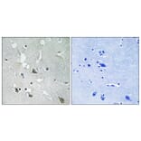 Immunohistochemistry - Anti-TIRAP (phospho Tyr86) Antibody (A8435) - Antibodies.com