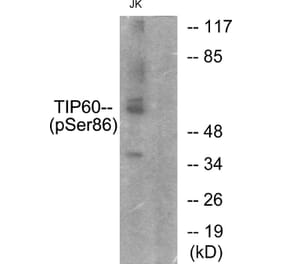 Western Blot - Anti-TIP60 (phospho Ser86) Antibody (A0814) - Antibodies.com