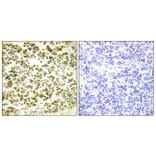 Immunohistochemistry - Anti-RBL1 (phospho Thr369) Antibody (A0812) - Antibodies.com