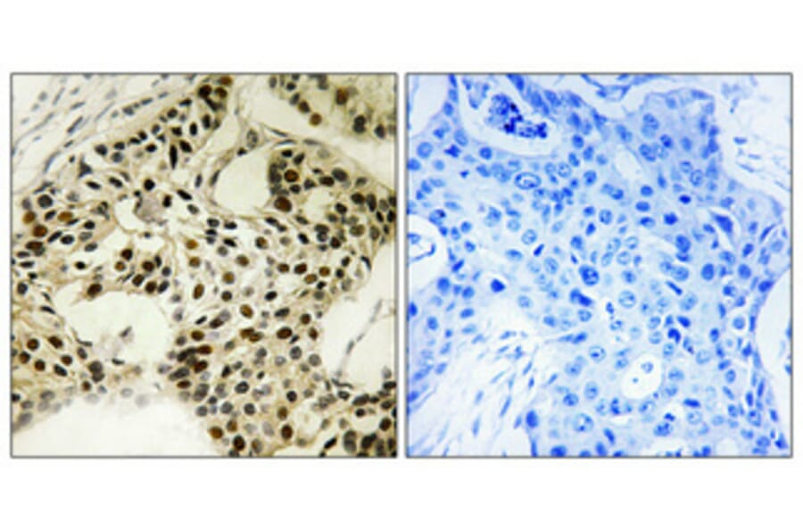 Immunohistochemistry - Anti-LKB1 (phospho Ser334) Antibody (A8127) - Antibodies.com