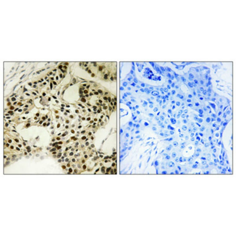 Immunohistochemistry - Anti-LKB1 (phospho Ser334) Antibody (A8127) - Antibodies.com