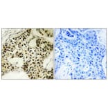 Immunohistochemistry - Anti-LKB1 (phospho Ser334) Antibody (A8127) - Antibodies.com