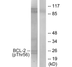 Western Blot - Anti-BCL-2 (phospho Thr56) Antibody (A7026) - Antibodies.com