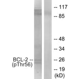 Western Blot - Anti-BCL-2 (phospho Thr56) Antibody (A7026) - Antibodies.com