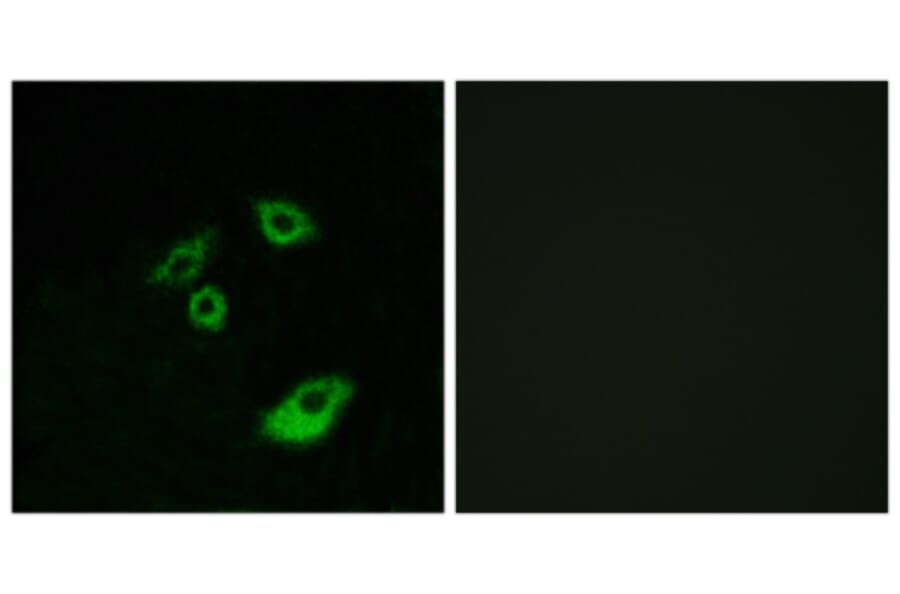 Immunofluorescence - Anti-BCL-2 (phospho Thr56) Antibody (A7026) - Antibodies.com