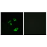 Immunofluorescence - Anti-BCL-2 (phospho Thr56) Antibody (A7026) - Antibodies.com