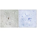 Immunohistochemistry - Anti-APC1 (phospho Ser355) Antibody (A8242) - Antibodies.com