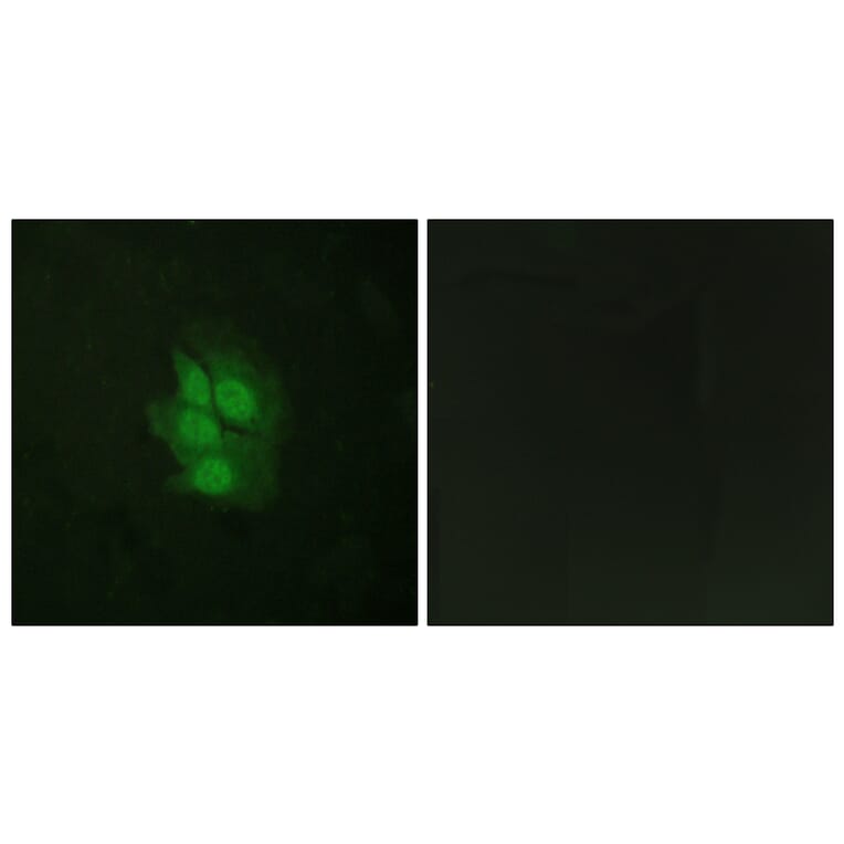 Immunofluorescence - Anti-p53 (phospho Ser392) Antibody (A0530) - Antibodies.com