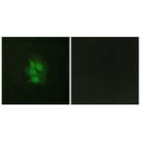 Immunofluorescence - Anti-p53 (phospho Ser392) Antibody (A0530) - Antibodies.com