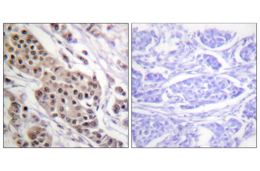 Immunohistochemistry - Anti-p53 (phospho Ser392) Antibody (A0530) - Antibodies.com