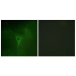 Immunofluorescence - Anti-GFAP (phospho Ser38) Antibody (A1205) - Antibodies.com