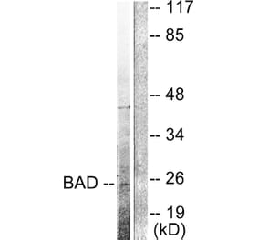 Western Blot - Anti-BAD (cleaved Asp71) Antibody (L0102) - Antibodies.com