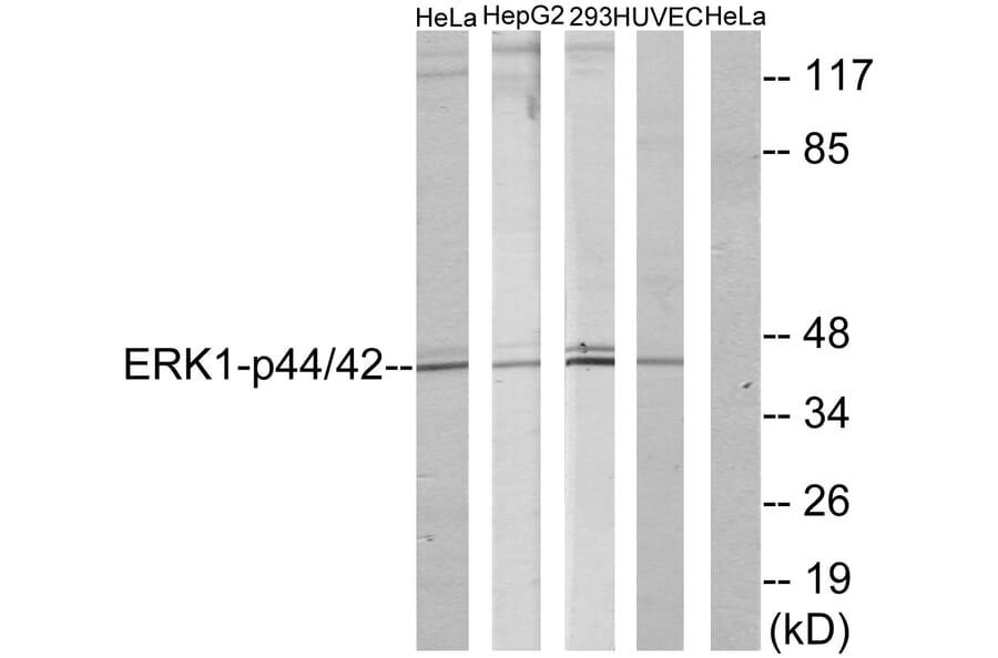 Western Blot - Anti-p44/42 MAP Kinase Antibody (B7074) - Antibodies.com