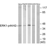 Western Blot - Anti-p44/42 MAP Kinase Antibody (B7074) - Antibodies.com