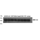Western Blot - Anti-p44/42 MAP Kinase Antibody (B7074) - Antibodies.com