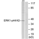 Western Blot - Anti-p44/42 MAP Kinase Antibody (B7073) - Antibodies.com