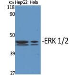 Western Blot - Anti-p44/42 MAP Kinase Antibody (B7073) - Antibodies.com