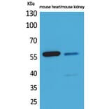 Western Blot - Anti-ANGPTL1 + ANGPTL2 Antibody (C30112) - Antibodies.com