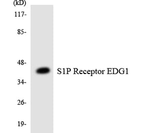Western Blot - Anti-S1P Receptor EDG1 Antibody (R12-3478) - Antibodies.com